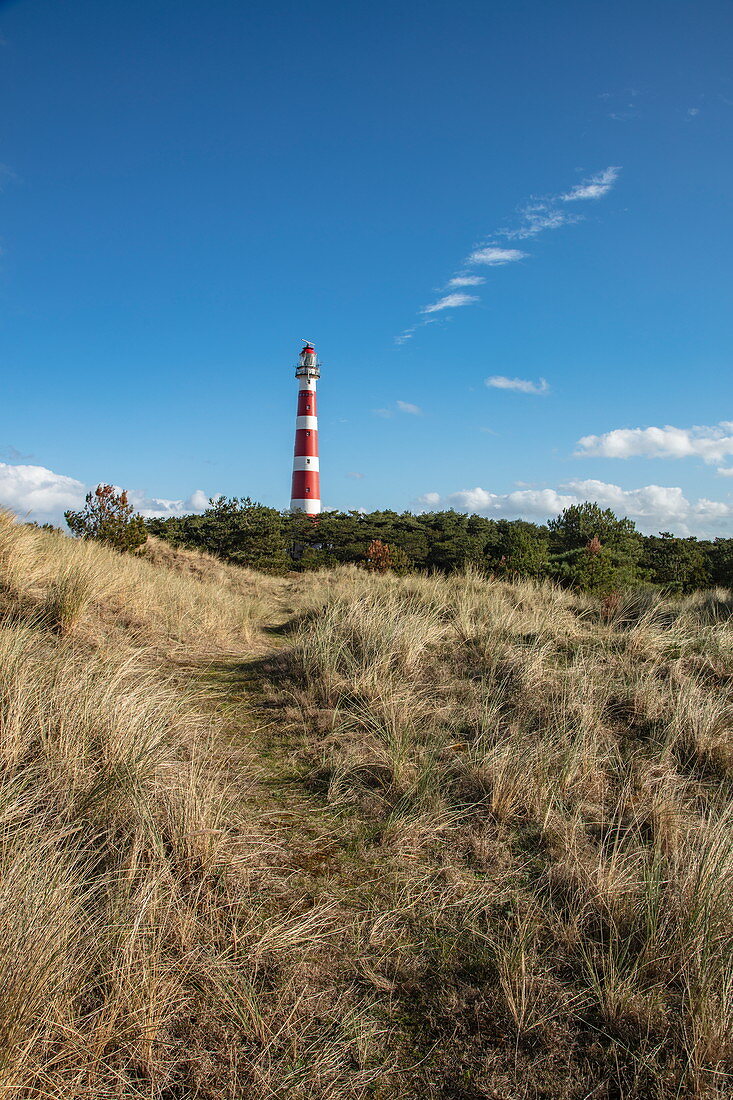 Grasses and trees on sand dunes with Ameland lighthouse behind, near Hollum, Ameland, West Frisian Islands, Friesland, Netherlands, Europe