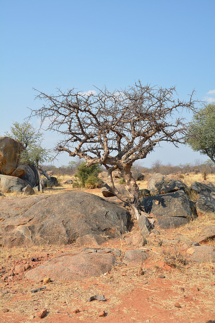 Angola; im westlichen Teil der Provinz Cunene; für den Süden typische Grassavanne mit Akazienbäumen und kleinen Sandsteinfelsblöcken