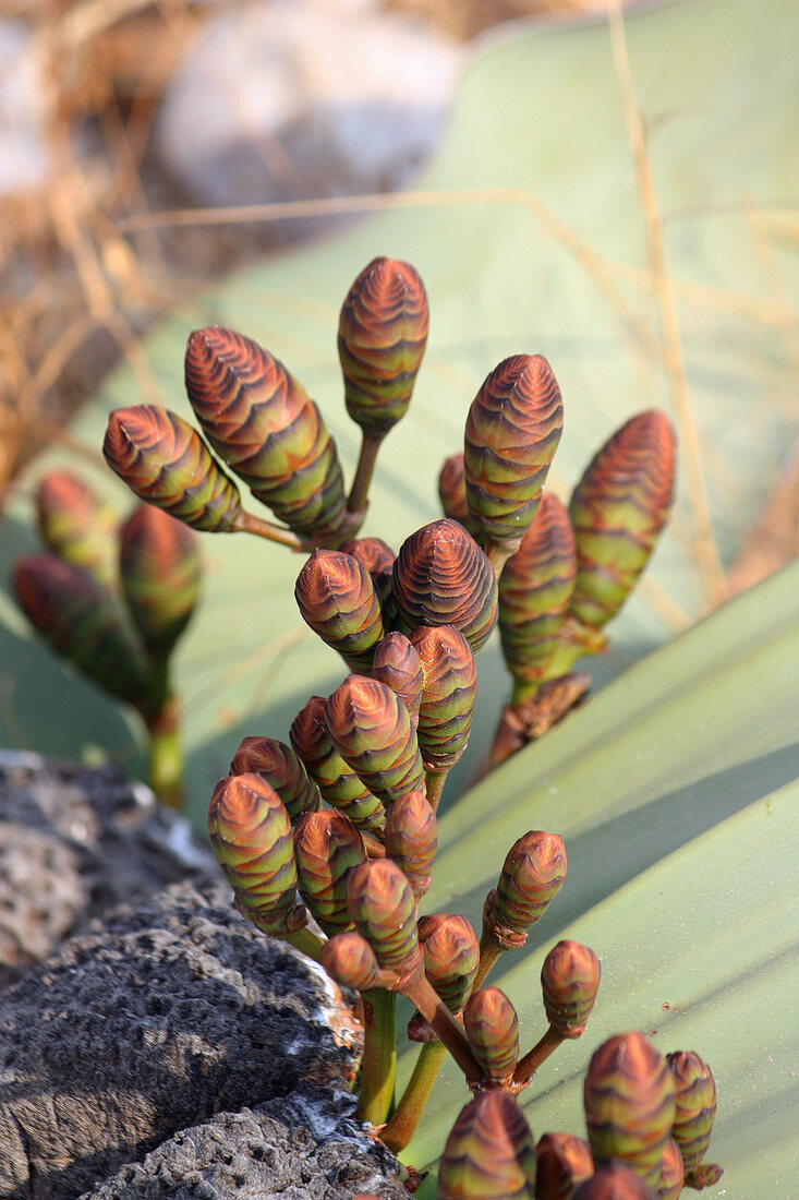 Angola; southern part of Namibe Province; Iona National Park; female flower of Welwitschia