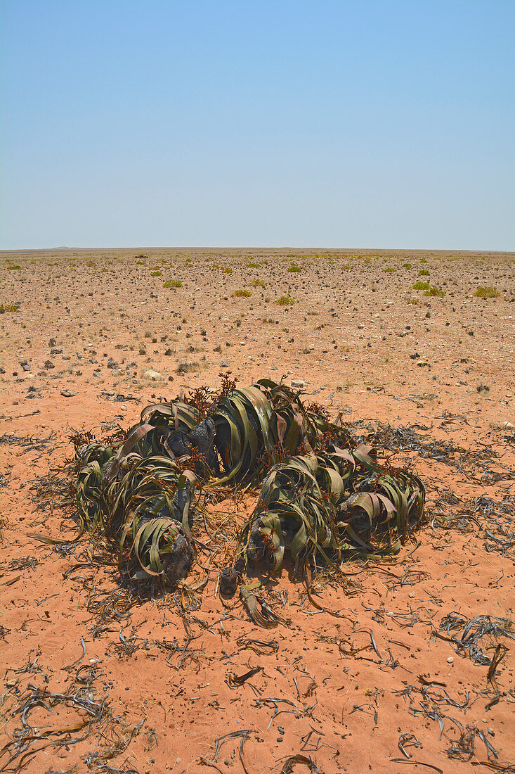 Angola; im südlichen Teil der Provinz Namibe; Namib Wüste; Iona Nationalpark; männliche Welwitschie; endemisch in der Namib Wüste
