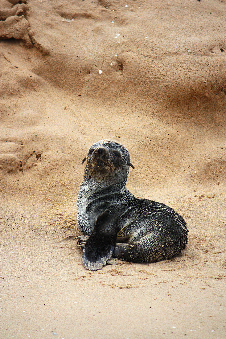 Angola; southern part of Namibe Province; Iona National Park; Baia dos Tigres; small seal on the beach