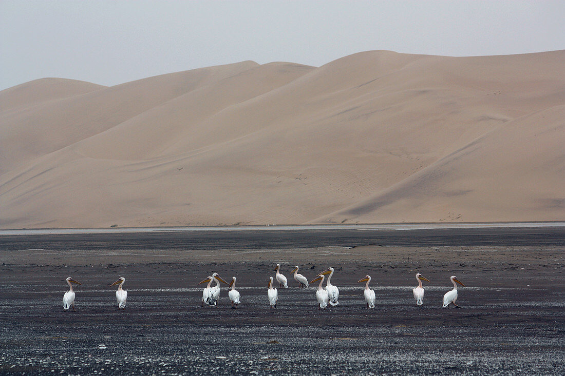 Angola; südlicher Teil der Provinz Namibe; Iona Nationalpark; Pelikane in der Baia dos Tigres;