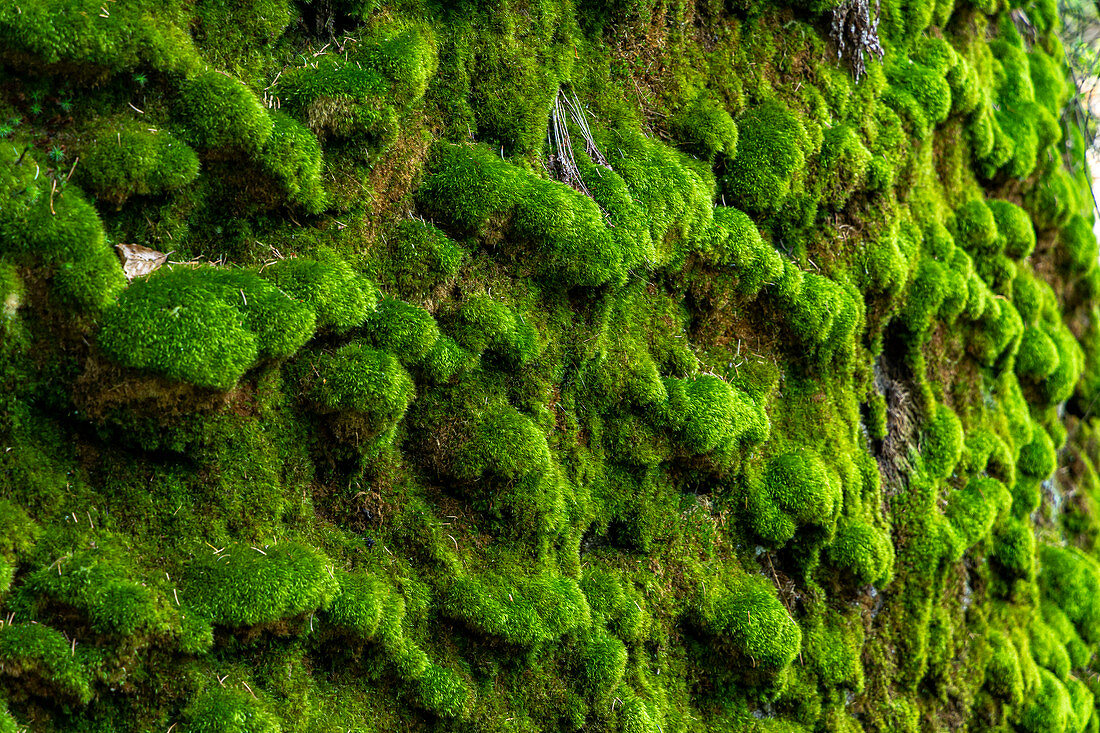 Moss on rock near Bischofsgrün in the Fichtel Mountains, Upper Franconia, Bavaria, Germany