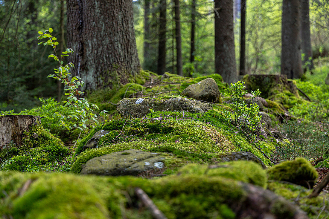 Moos bei Bischofsgrün im Fichtelgebirge, Oberfranken, Bayern, Deutschland