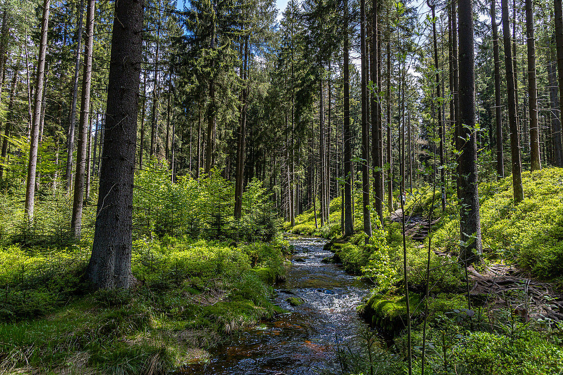 River Weißer Main near Bischofsgrün in the Fichtelgebirge, Upper Franconia, Bavaria, Germany