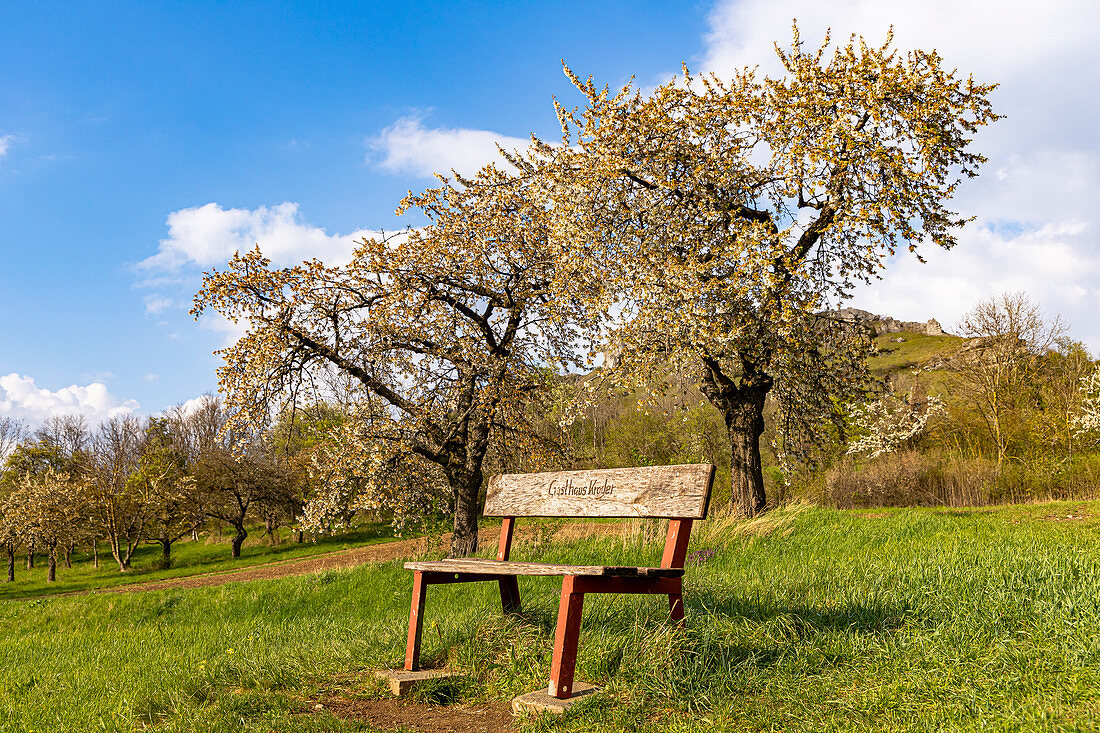 Bench in front of blooming cherry trees in Franconia near Ebermannstadt in the evening light, Upper Franconia, Bavaria, Germany