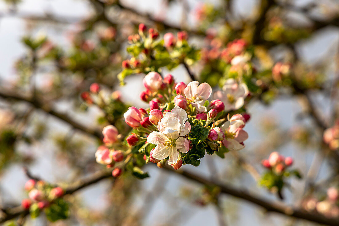 Kirschblüte in Franken nahe Ebermannstadt am Nachmittag, Oberfranken, Bayern, Deutschland