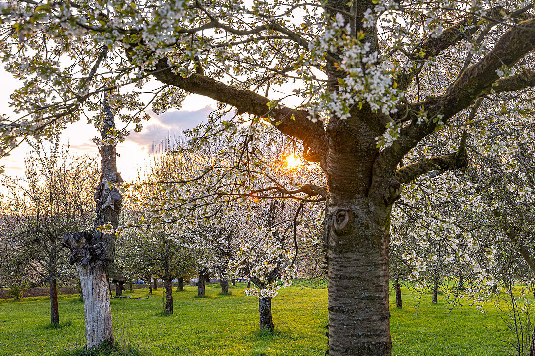 Cherry tree plantation for the cherry blossom in Franconia near Ebermannstadt at sunset, Upper Franconia, Bavaria, Germany