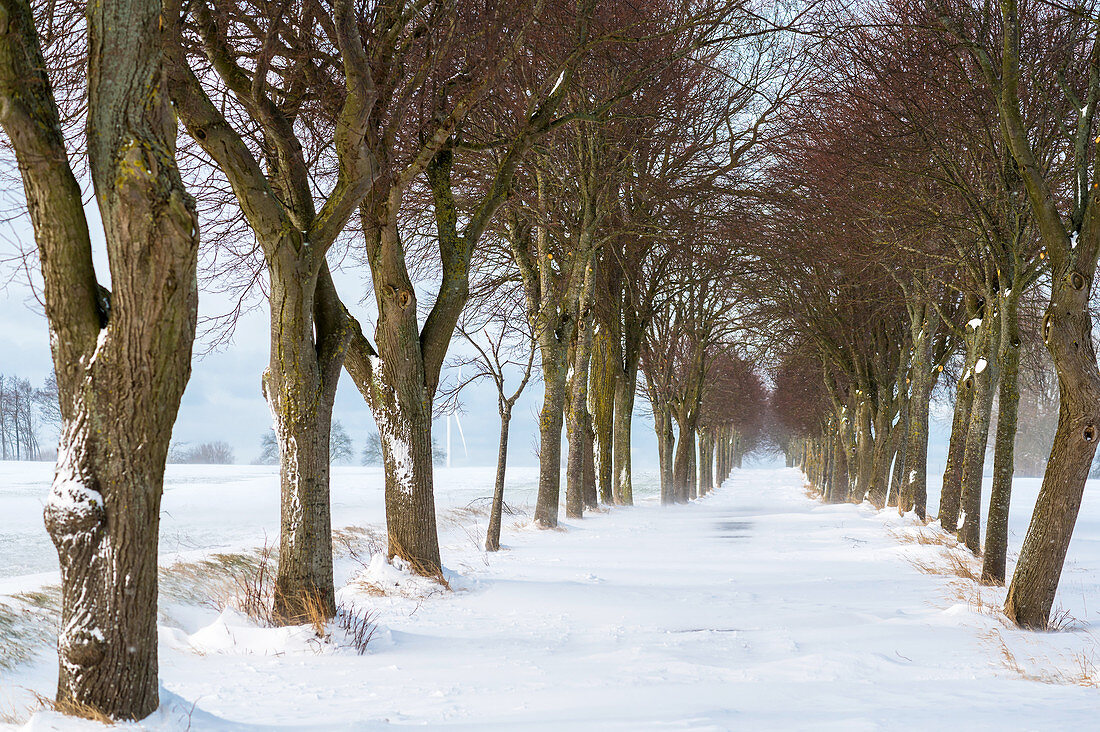 Winterliche Allee im Schneegestöber, Georgshof, Ostholstein, Schleswig-Holstein, Deutschland