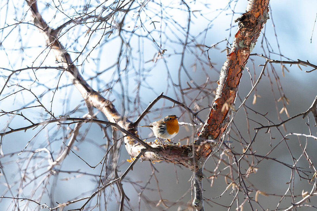 Rotkehlchen in einer Birke, Vogel, Schleswig-Holstein, Deutschland