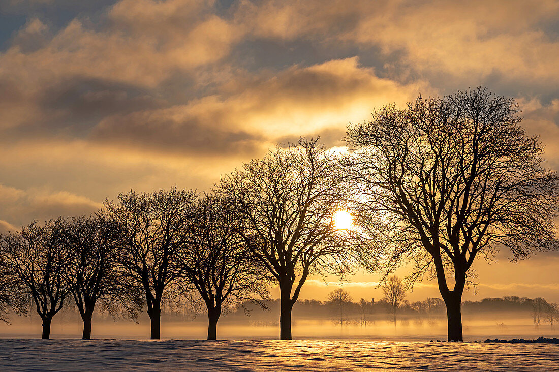 Winter impression of trees in the morning light, Georgshof, Ostholstein, Schleswig-Holstein, Germany