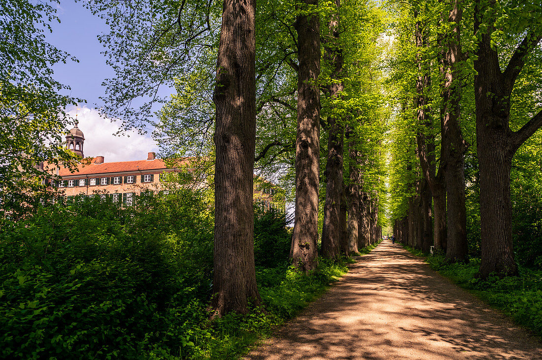 Early summer lime tree avenue in the castle park of Eutin, Holstein Switzerland Nature Park, Ostholstein, Schleswig-Holstein, Germany