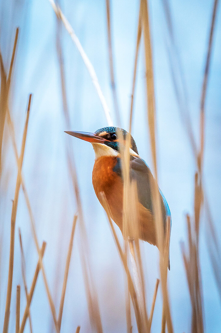 Kingfisher in the reeds