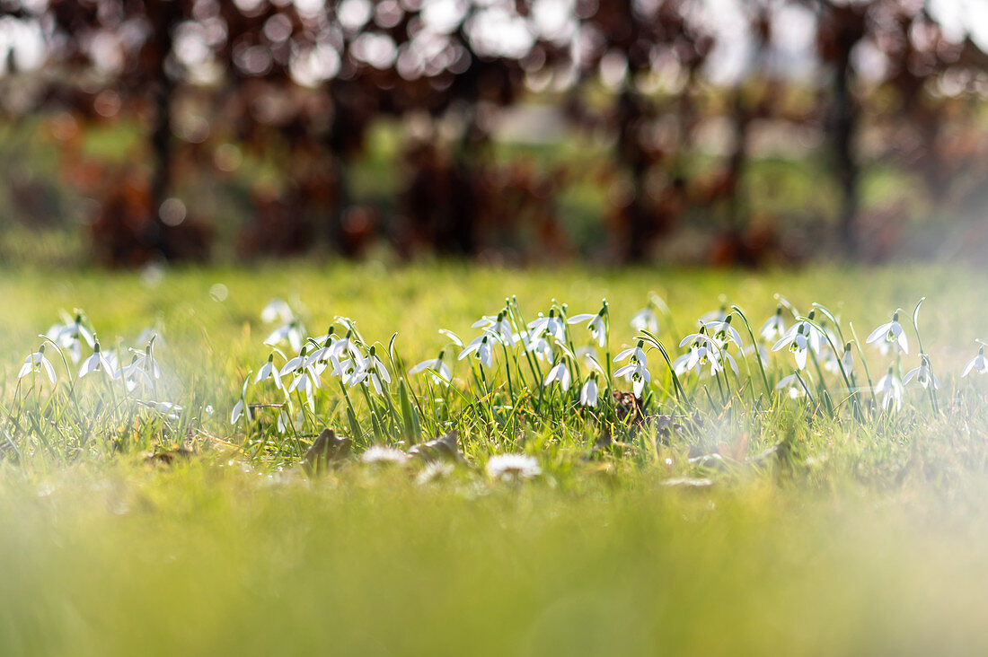 Snowdrops with bokeh