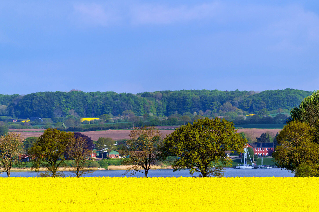 Blick auf die Schlei zur Rapsblüte, Thumby, Schwansen, Schleiregion, Schleswig-Holstein, Deutschland