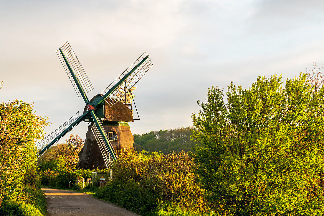 Windmill Charlotte in the Geltinger Birk, Baltic Sea, nature reserve, Geltinger Birk, Schleswig-Holstein, Germany