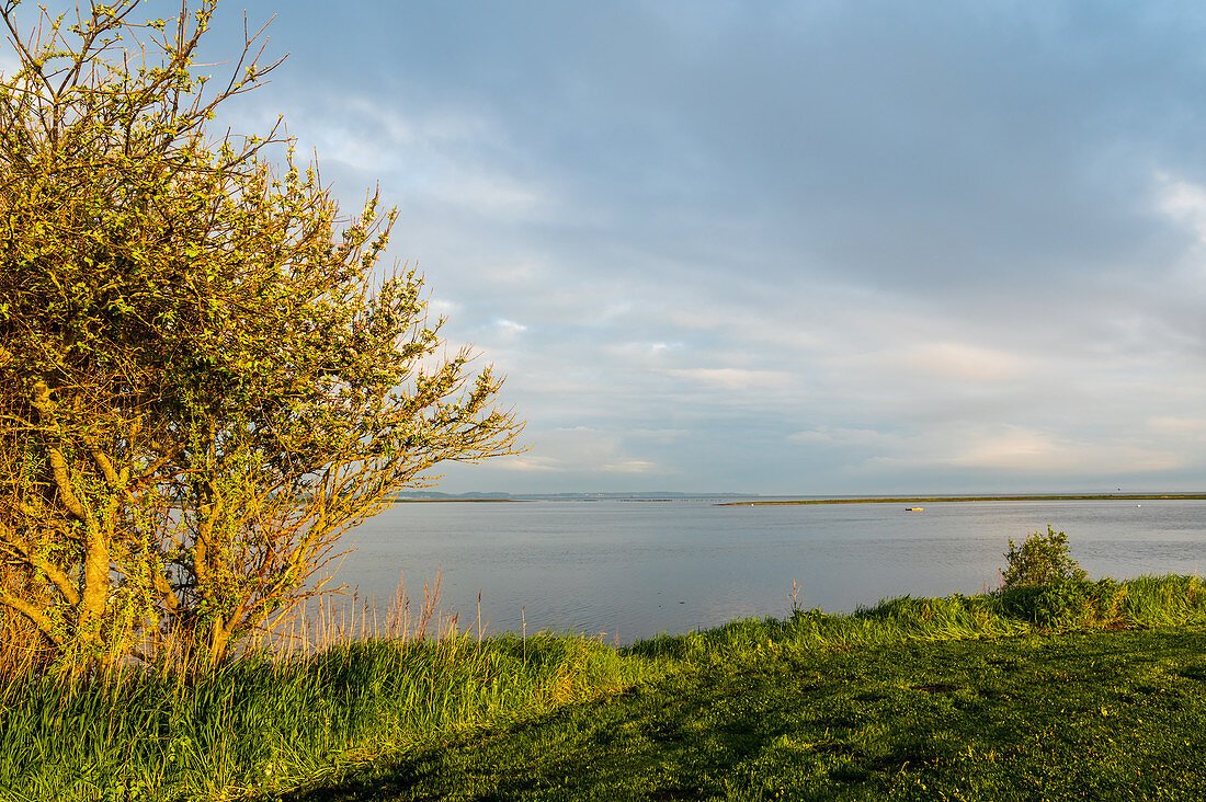 Morgenstimmung Geltinger Birk, Ostsee, Naturschutzgebiet, Geltinger Birk, Schleswig-Holstein, Deutschland