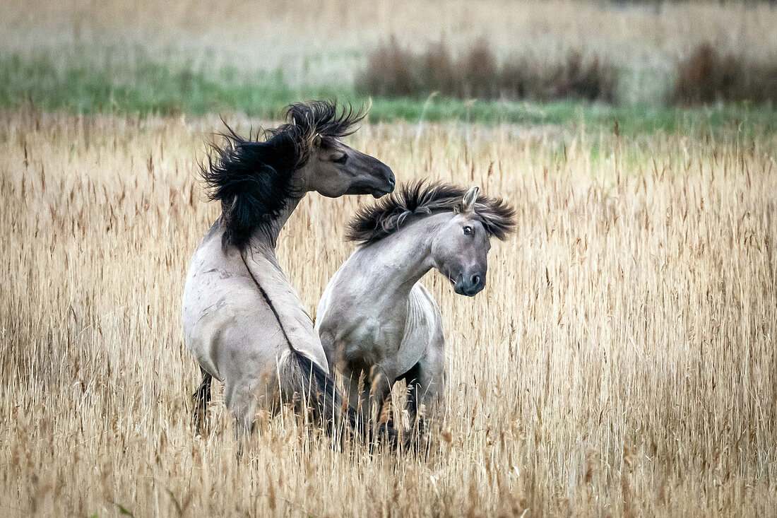 Koniks (wild horses) in the Geltinger Birk, Baltic Sea, nature reserve, Geltinger Birk, Schleswig-Holstein, Germany