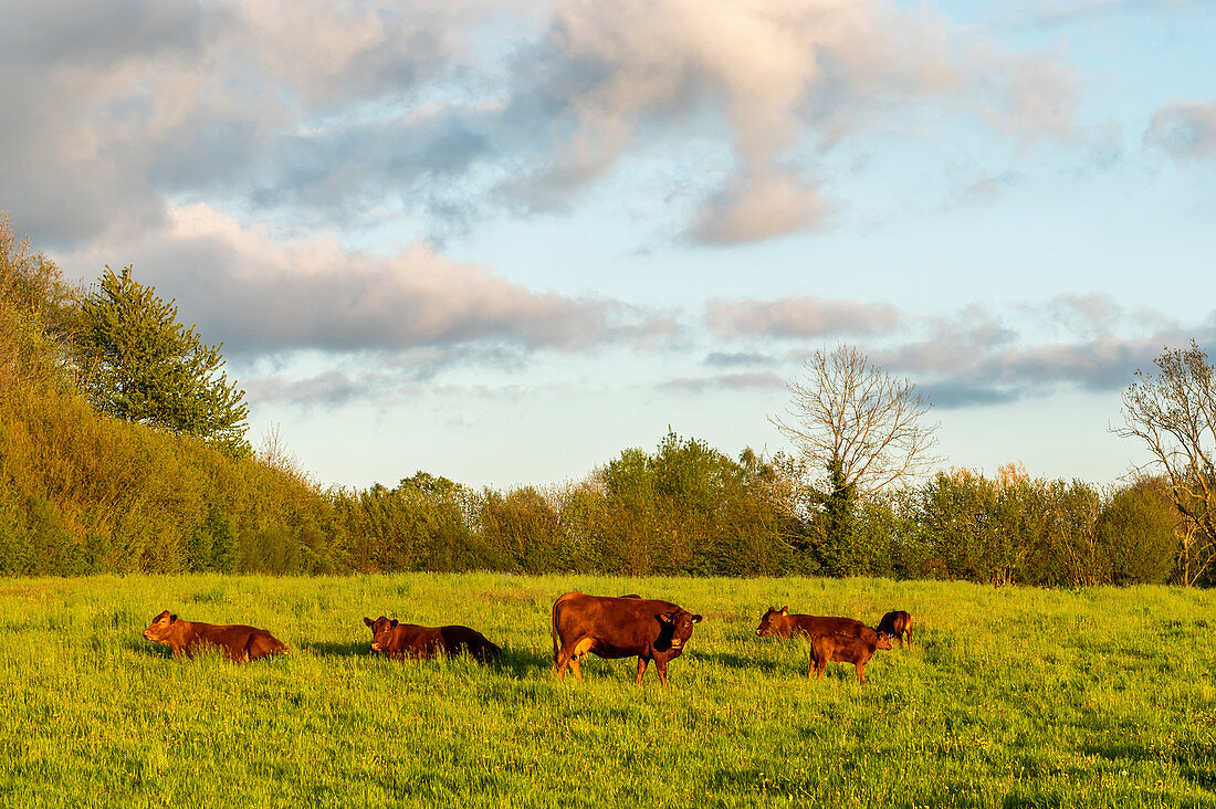 Angus herd in Sieseby an der Schlei, evening mood, Schwansen, Thumby, Schleswig-Holstein, Germany