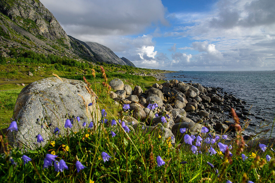 Blumen und Felsen an der Küste der Insel Vega, Norwegen