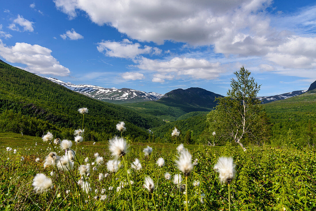 Cotton grass, mountain panoramas and gorges along the Silvervägen (R 77) to Junkerdal, Norway