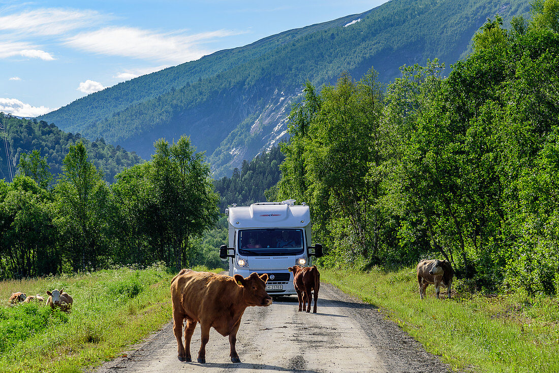 Cows block the way for a mobile home, mountain panoramas and gorges along the Silvervägen (R 77) to Junkerdal, Norway