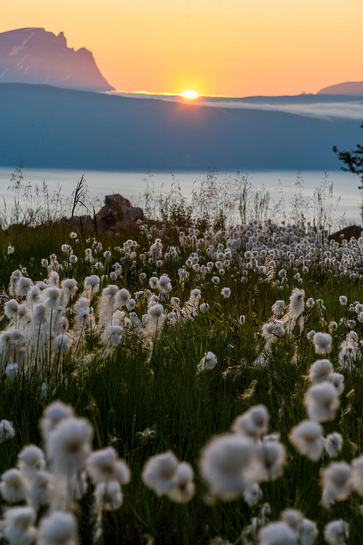 Wollgras im Sonnenuntergang, Vom Fagernesfjell hat man einen tollen Blick auf den Ofotfjord und, Narvik, Norwegen