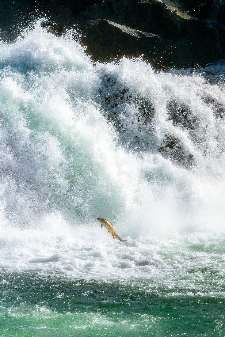 Lachs springt Wasserfall hinauf, der Fluss Vefsna mit dem Wasserfall Laksfossen, Norwegen