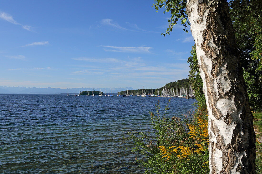 Westufer des Starnberger See, bei Niederpöcking, 5-Seen-Land, Oberbayern, Bayern, Deutschland