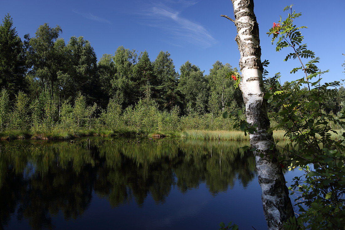 Haspelmoor near Hattenhofen, Fürstenfeldbruck, Upper Bavaria, Bavaria, Germany