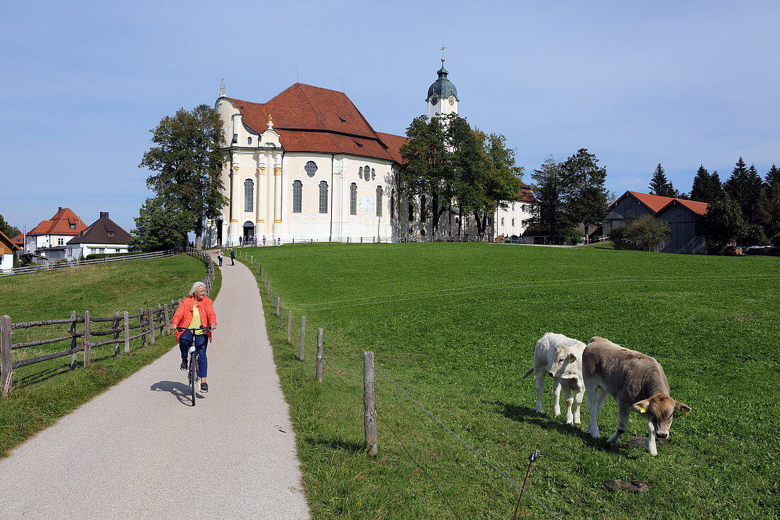 Cyclist and cow meadow in front of the Wieskirche, Steingaden, Pfaffenwinkel, Upper Bavaria, Bavaria, Germany
