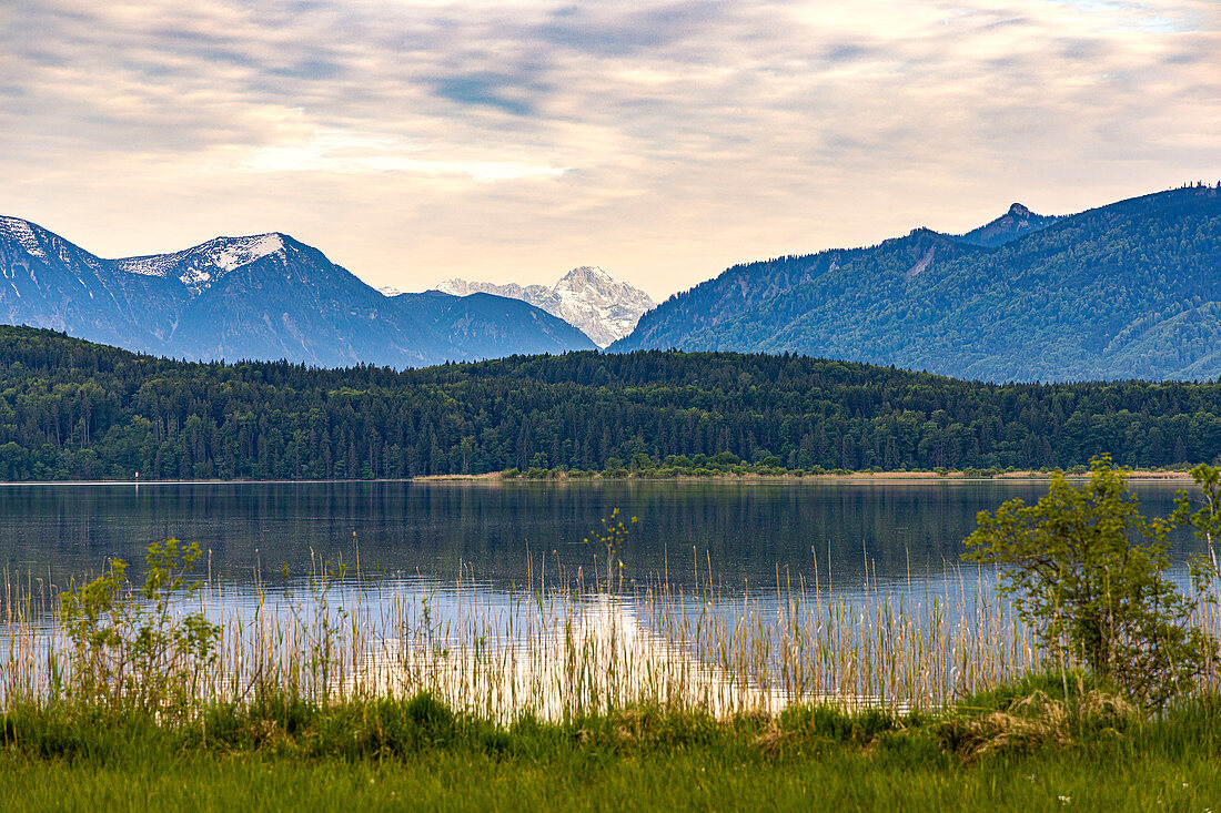 View over the water to the mountains in the evening light in the moor areas at the Staffelsee, Murnau, Upper Bavaria, Germany