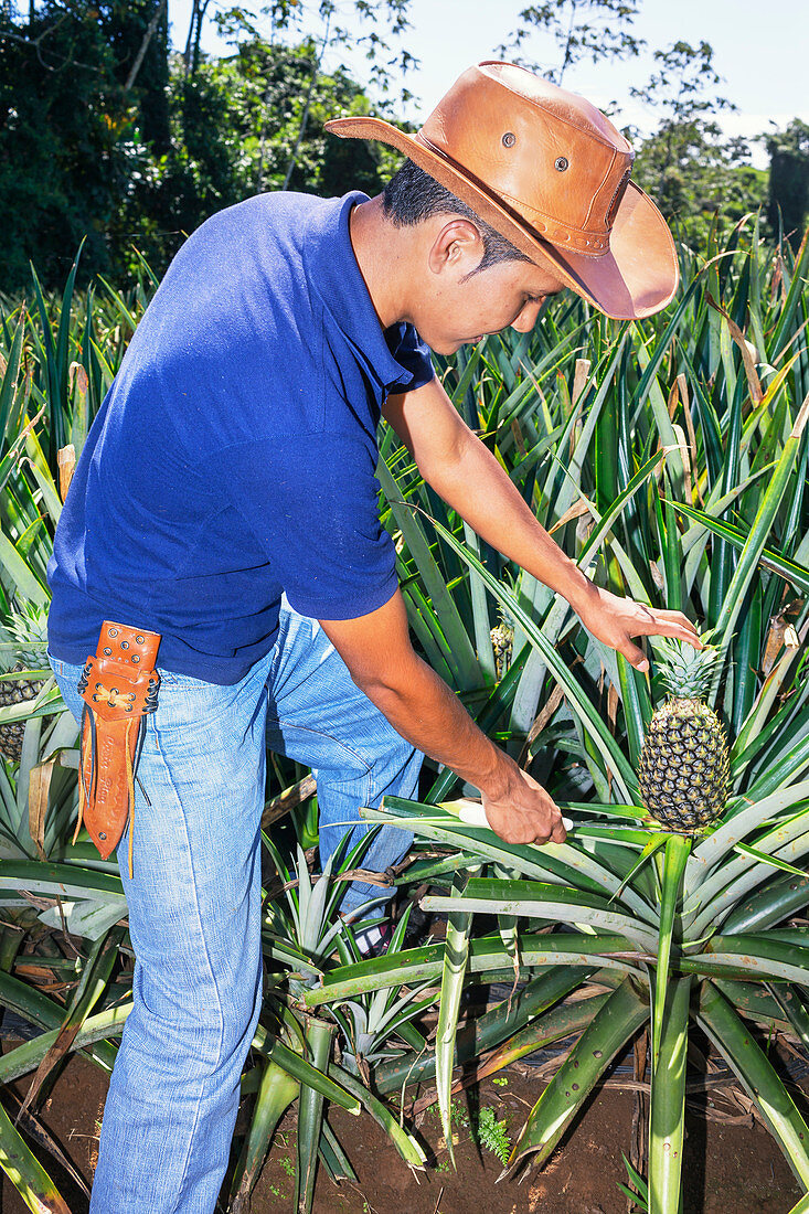Bauer schneidet Ananas, Sarapiqui, Costa Rica, Mittelamerika
