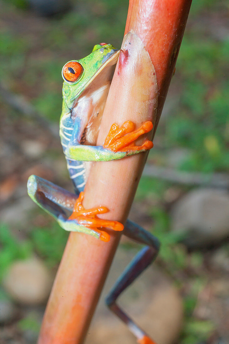 Red eyed tree frog (Agalychins callydrias) climbing stem, Sarapiqui, Costa Rica