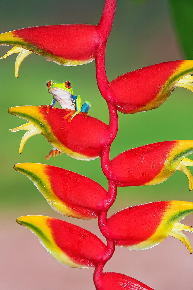 Rotaugenlaubfrosch (Agalychins Callydrias) auf einer Heliconia-Blüte (Helicanoa stricta), Costa Rica