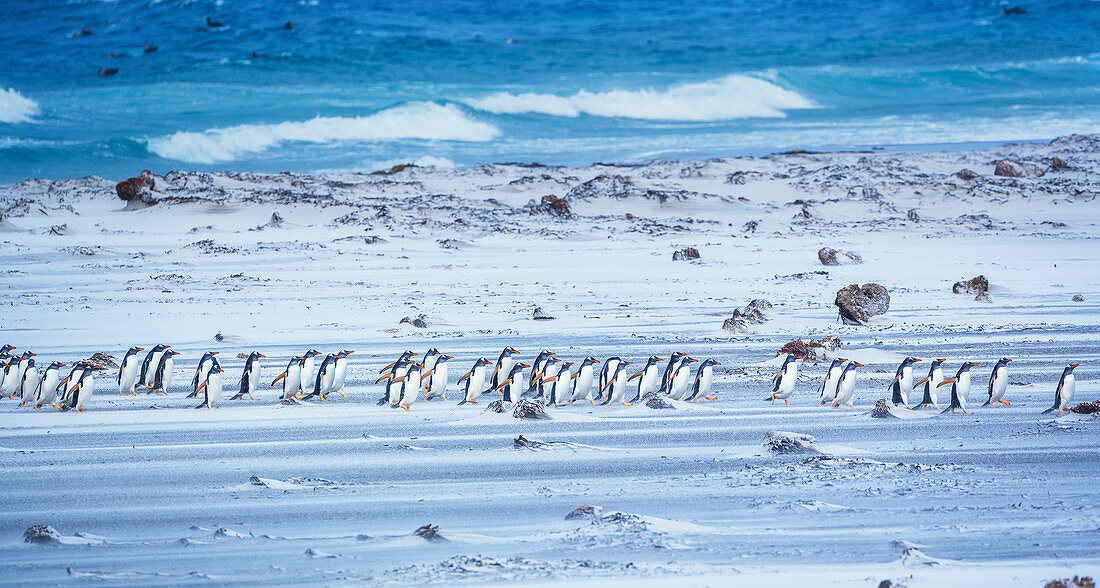 Gentoo Penguins (Pygocelis Papua Papua) am Strand, Sea Lion Island, Falklandinseln, Südamerika