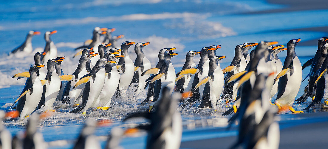 Gentoo Penguins (Pygocelis papua papua) marching, Sea Lion Island, Falkland Islands, South Atlantic, South America
