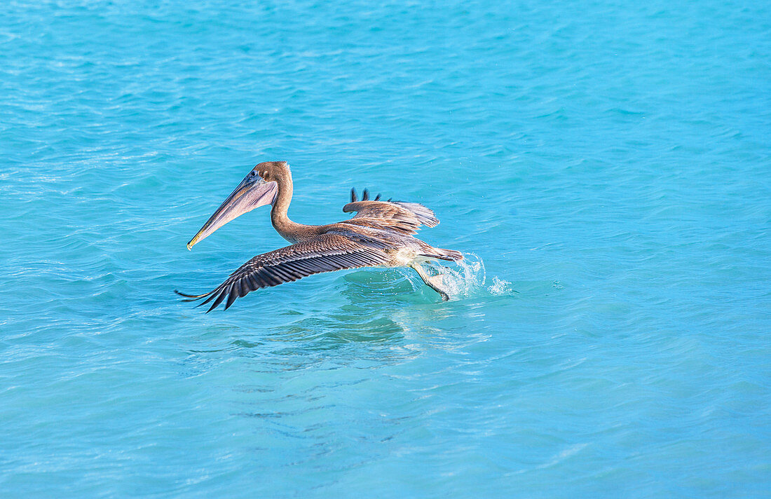 Brown pelican (Pelecanus occidentalis) starting flight, Key West, Florida, USA 