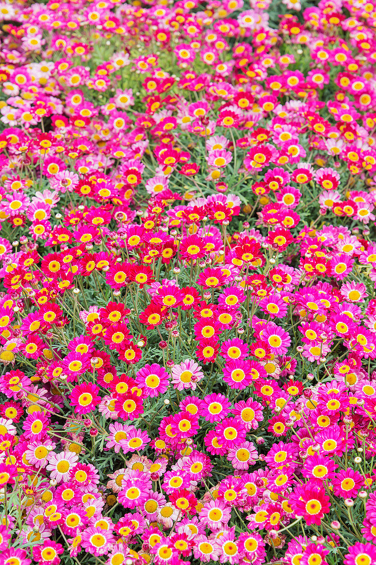 Meteorrote Gänseblümchen und Rosa Gänseblümchen auf dem Feld, Genua, Ligurien, Italien, Europa