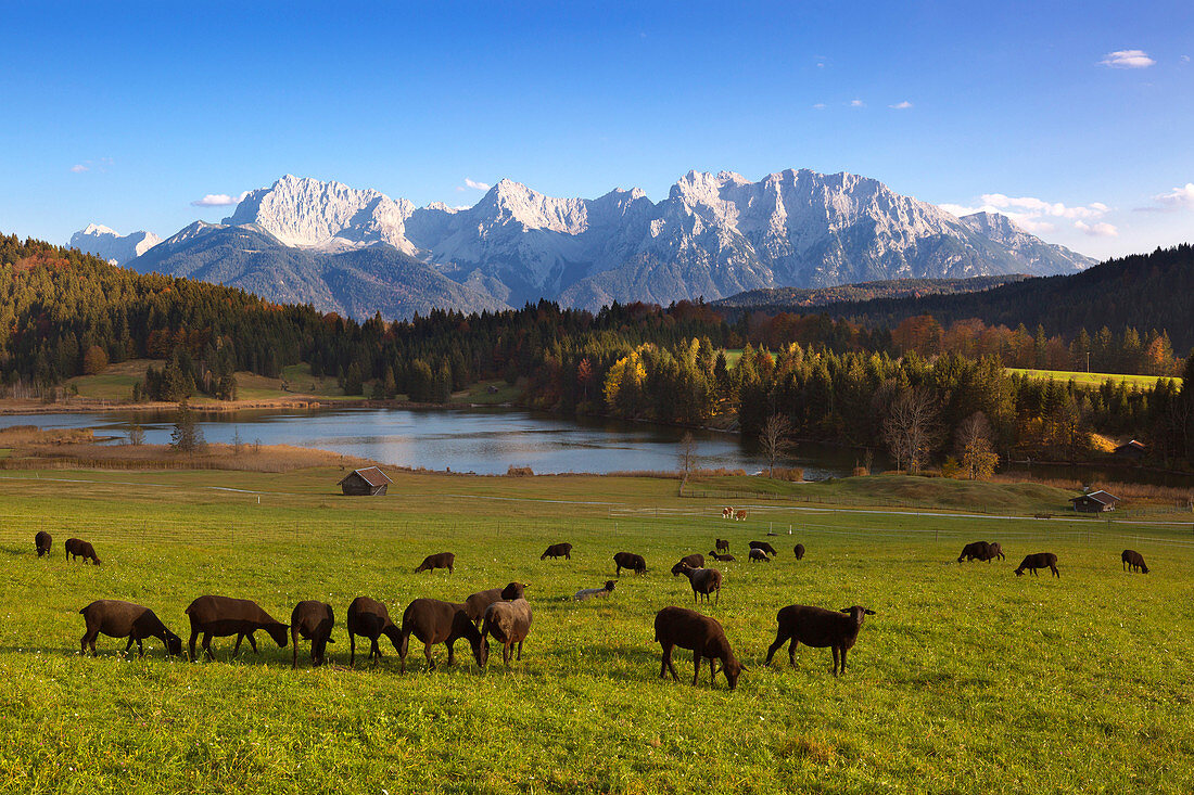 Schafe auf einer Wiese am Geroldsee, Blick zum Karwendel, Werdenfelser Land, Bayern, Deutschland