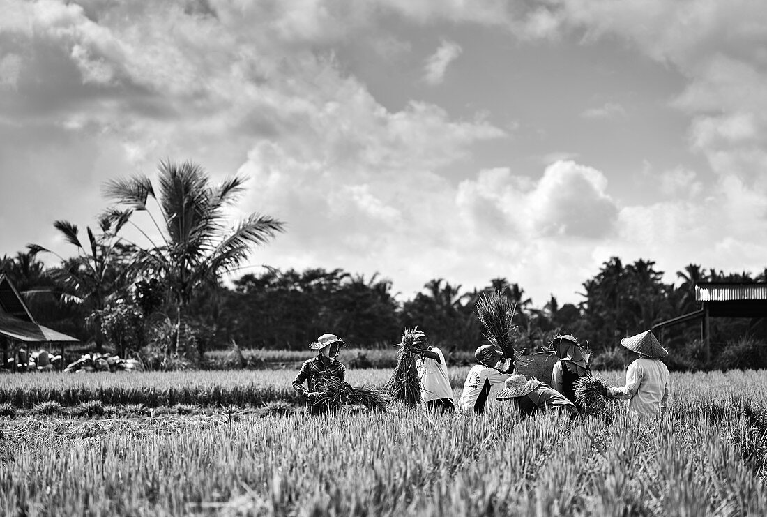 Workers in a rice paddy manually harvest rice by threshing near Tampaksiring, Bali, Indonesia.