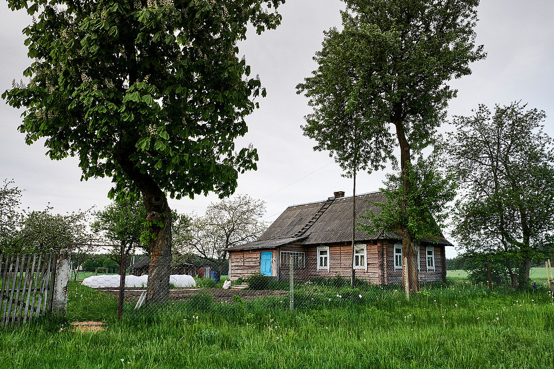 A weathered old traditional wooden home stands in a lush green field in the Grodno region, Belarus.