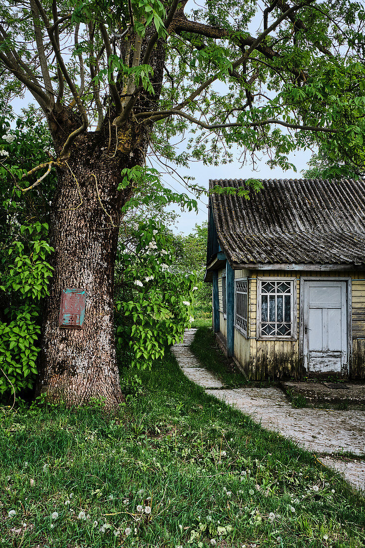 Alter Baum und Weg neben verwittertem Holzhaus in einem kleinen Dorf in der Region Grodno, Weißrussland