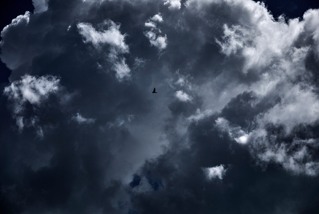 Dramatic billowing clouds during the wet season with a bird flying in the sky in Central Kalimantan, Borneo, Indonesia