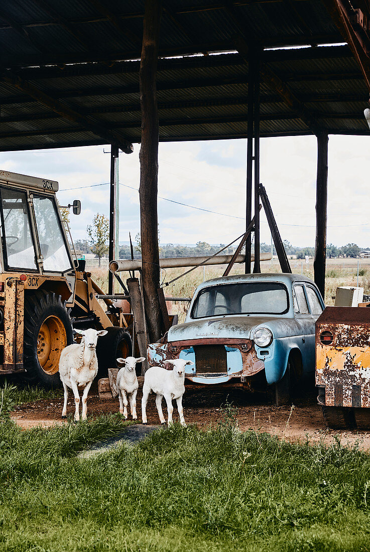 A sheep and two lambs wander in front of old machinery on a farm in the township of Canowindra, New South Wales, Australia.