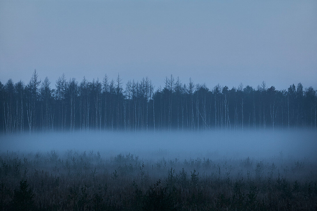 Ein Birkenwald im Nebel in der Morgendämmerung in einer ländlichen Gegend außerhalb von Moskau, Russland