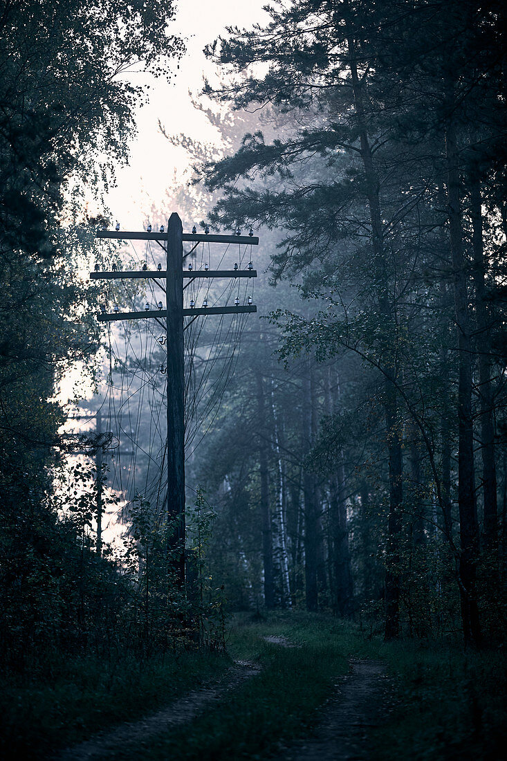 A dirt road with a derelict power pole in a birch forest in a fog at dawn in a rural area outside of Moscow Russia.