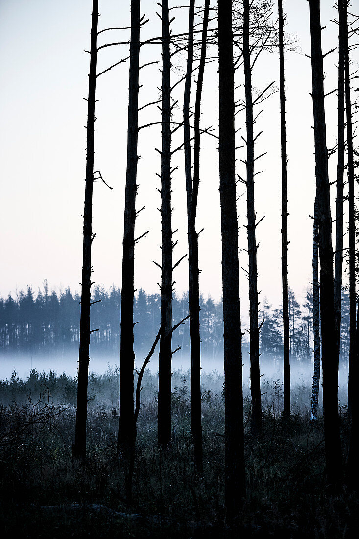 A birch forest in a fog at dawn in a rural area outside of Moscow Russia.