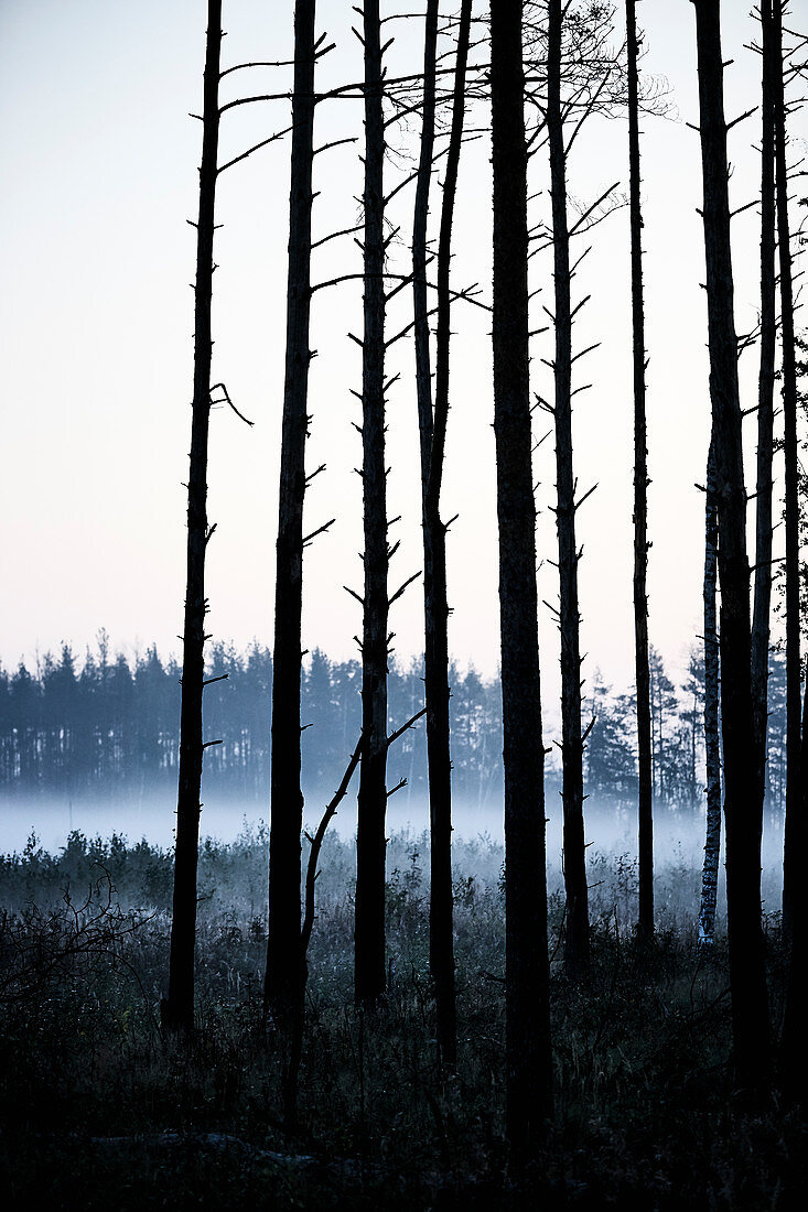 Ein Birkenwald im Nebel in der Morgendämmerung in einer ländlichen Gegend außerhalb von Moskau, Russland