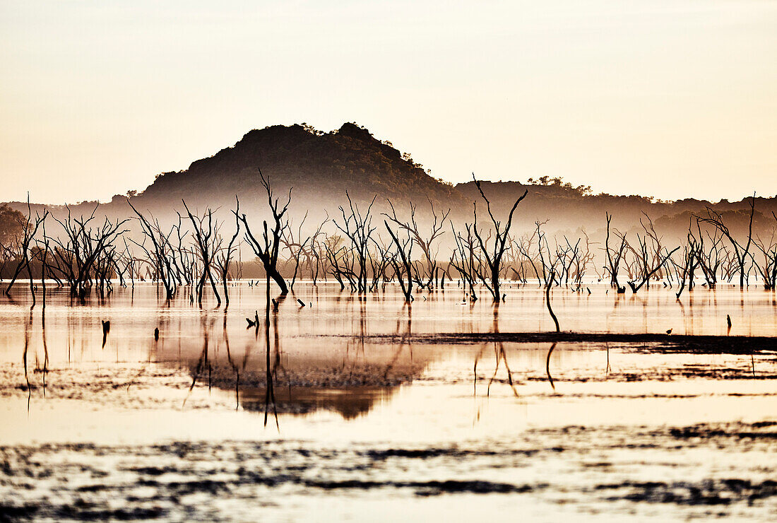 A forest of dead trees on the Ord River with Elephant Rock in the background at sunrise, smoke from controlled burning, Kununurra, Western Australia, Australia.